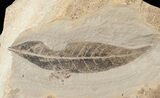 Unidentified Fossil Leaf - Green River Formation #16826-1
